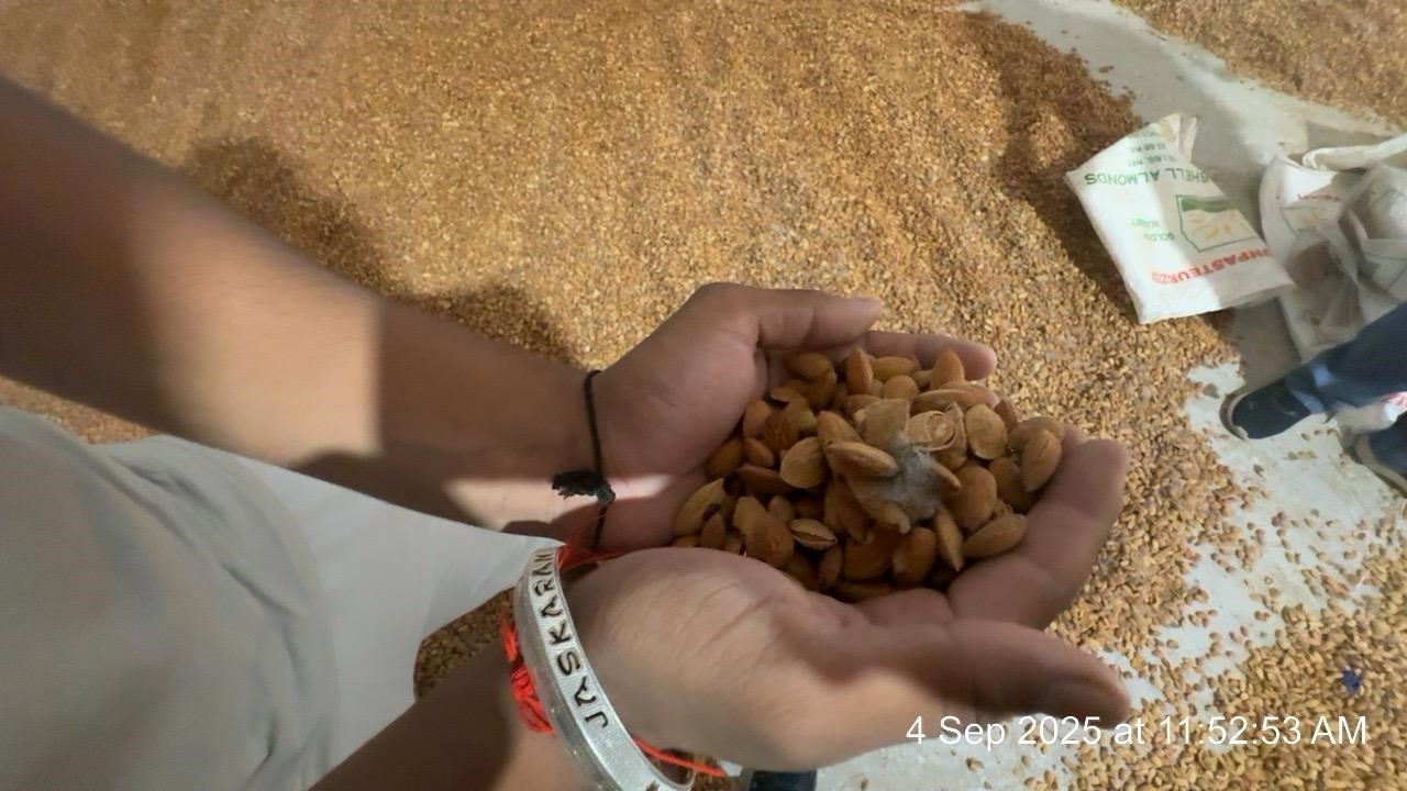 stocks-due-to-inundation-affected-stocks-of-inshell-and-shelled-almonds